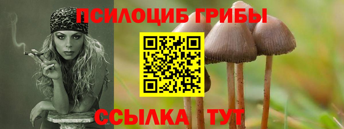 Псилоцибиновые грибы прущие грибы  Вход с VPN  Тосно  Псилоцибиновые грибы прущие грибы 